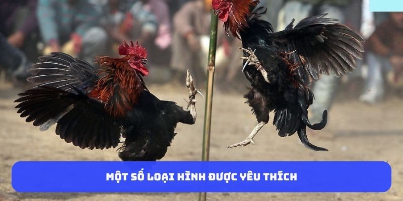 loai-hinh-da-ga-duoc-yeu-thich